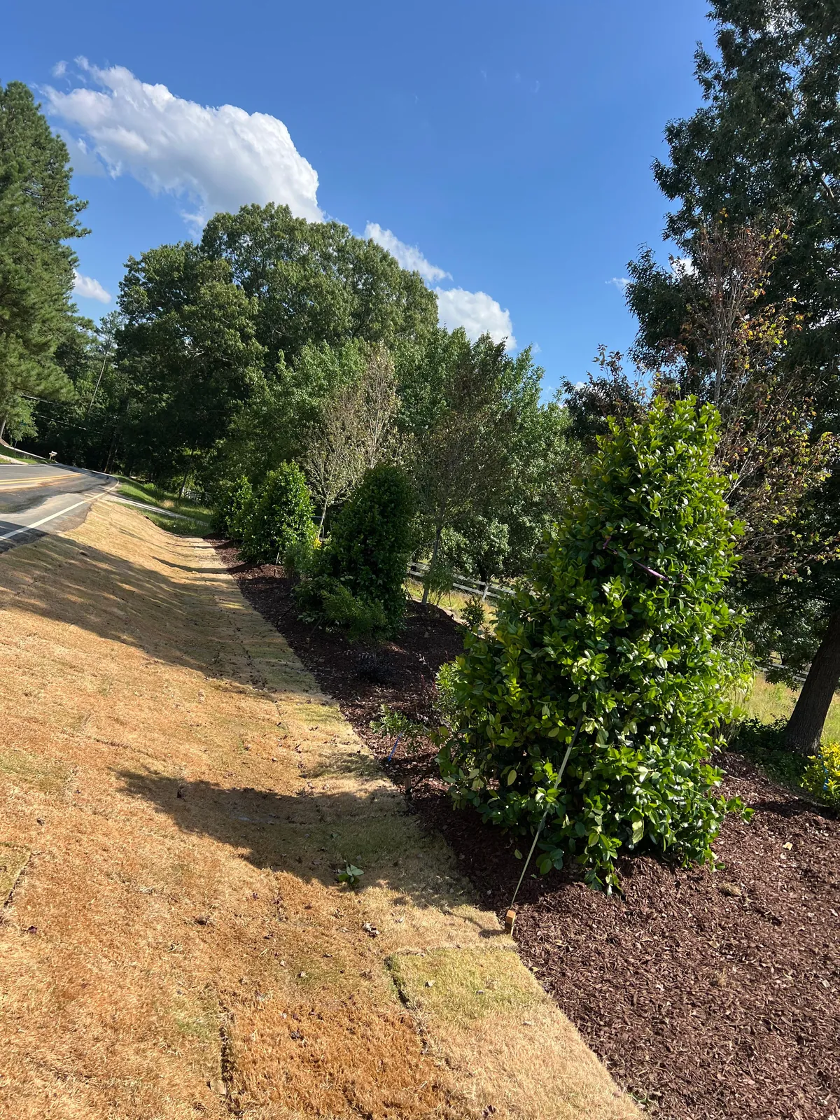 Roadside hedge and planting bed at Sauls Landing