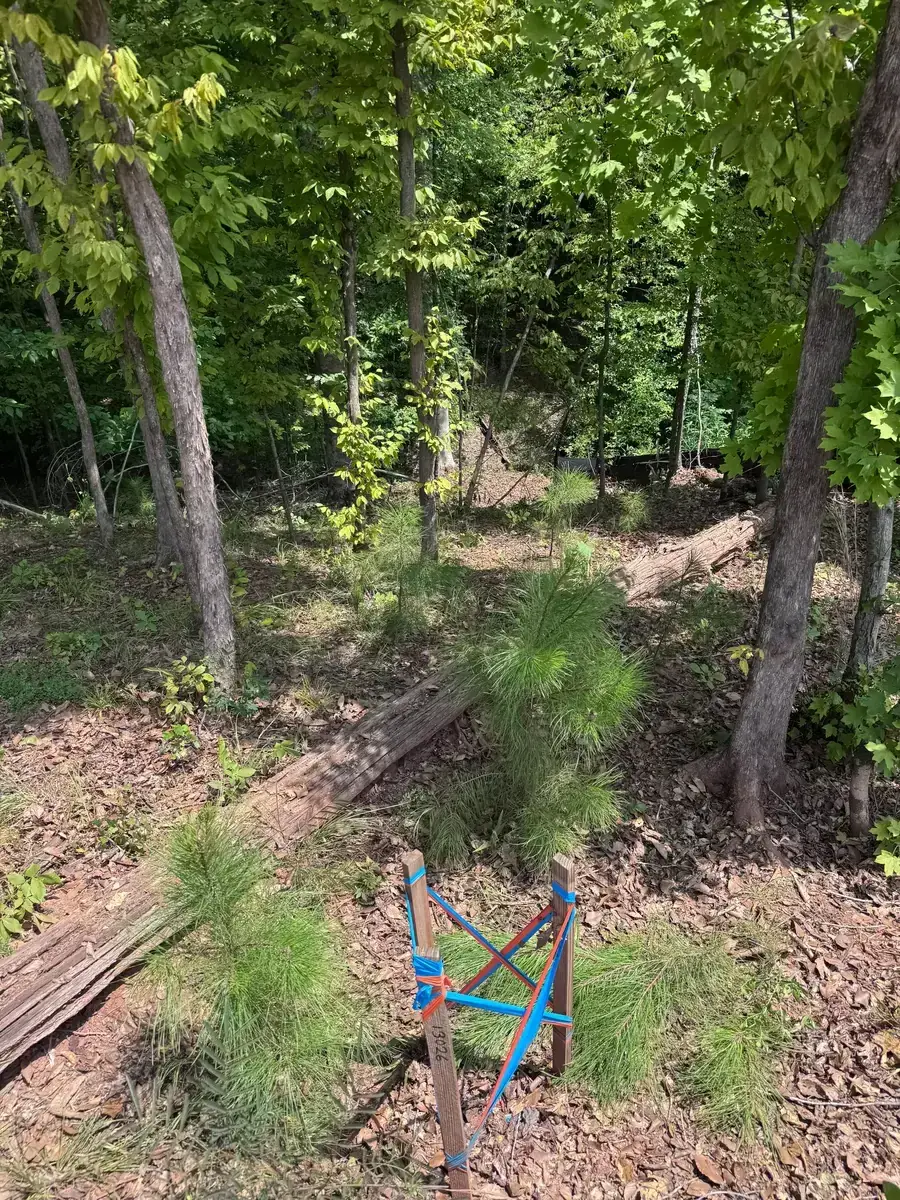 Wooded buffer stabilized and cleared of sediment after Delcid's work